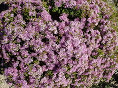 Agathosma thymifolia