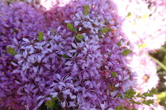 Agathosma thymifolia