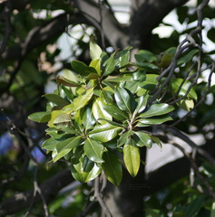 Magnolia grandiflora