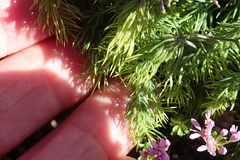 Agathosma thymifolia