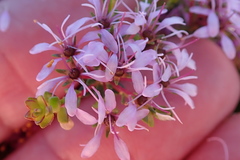 Agathosma thymifolia