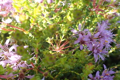 Agathosma thymifolia