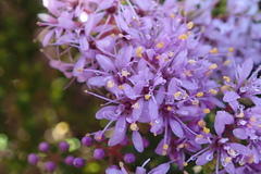 Agathosma thymifolia