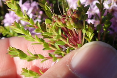 Agathosma thymifolia
