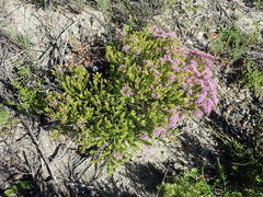 Agathosma thymifolia