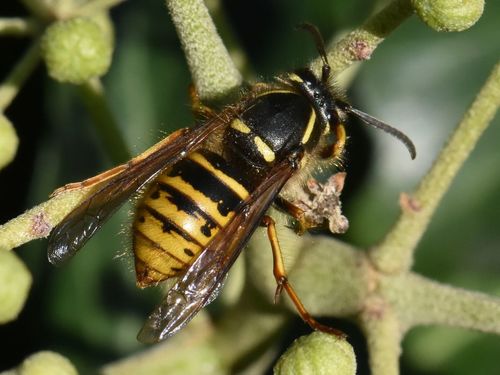 Saxon Wasp
