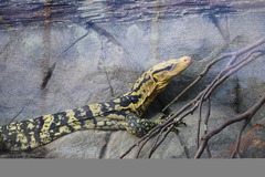 Cuming's Water Monitor photo 4