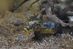 Cuming's Water Monitor photo 5