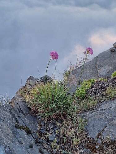 Armeria maderensis (Armeria maderensis)