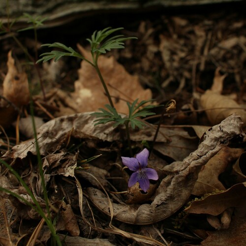 Image of Viola tenuisecta by (c) Daniel McClosky, some rights reserved (CC BY)