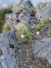 Armeria maderensis image