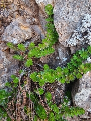 Galium productum image