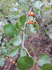 Crataegus reverchonii