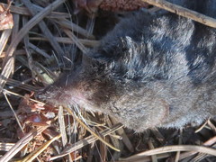 Sorex trowbridgii