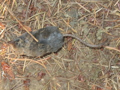 Sorex trowbridgii