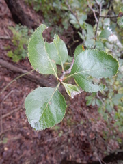 Crataegus reverchonii