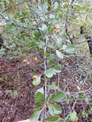 Crataegus reverchonii