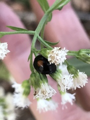 Chilocorus stigma