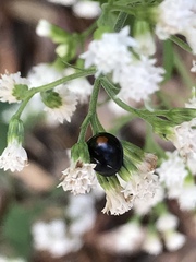 Chilocorus stigma