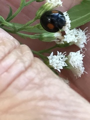 Chilocorus stigma