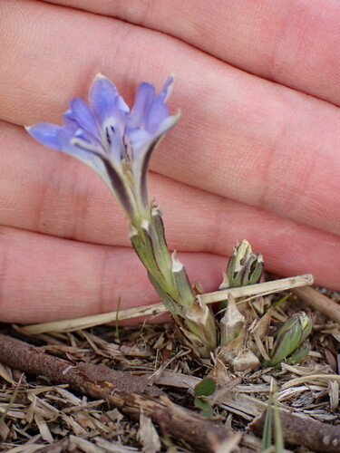 Image of Gentiana thunbergii by (c) W Rao, some rights reserved (CC BY)