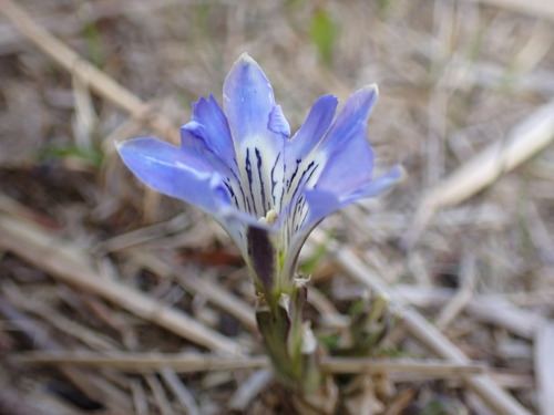 Image of Gentiana thunbergii by (c) W Rao, some rights reserved (CC BY)
