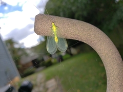Leucochrysa insularis