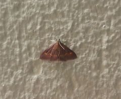 Pyrausta pseuderosnealis