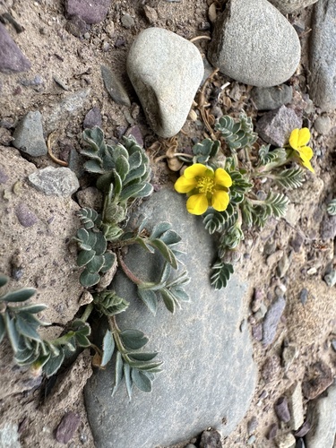 Fork-leaved Cinquefoil
