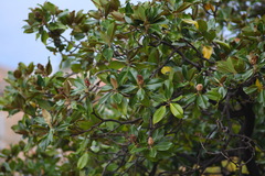 Magnolia grandiflora