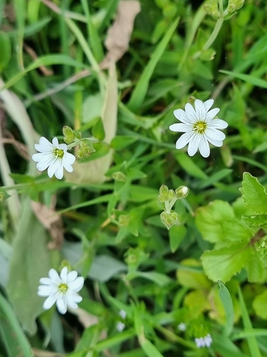 Cerastium vagans image