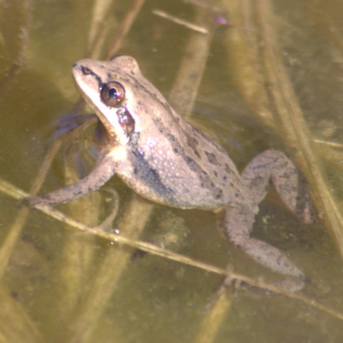 Upland Chorus Frog