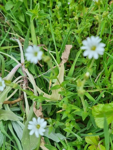 Cerastium vagans image