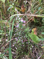 Euphrasia hudsoniana
