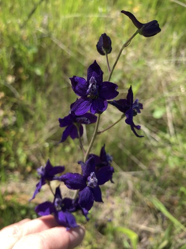 iNaturalist observation photo of larkspurs