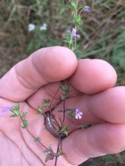 Euphrasia hudsoniana