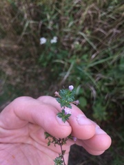 Euphrasia hudsoniana