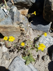 Erythranthe floribunda