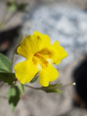 Erythranthe floribunda