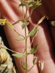 Erythranthe floribunda