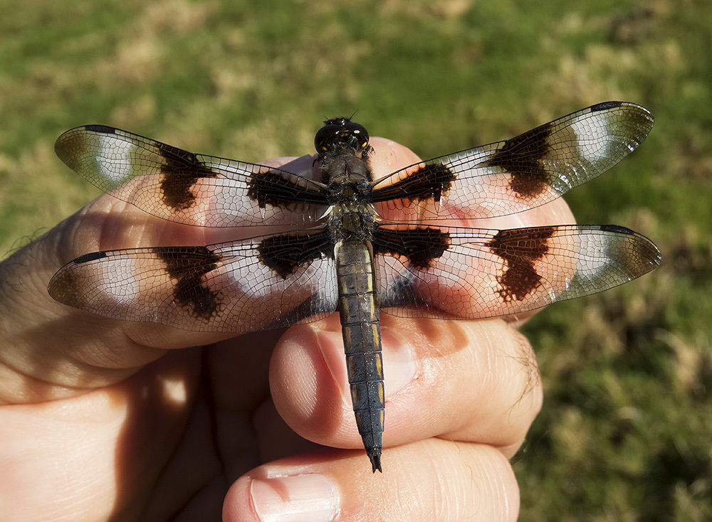 Libellula forensis × pulchella