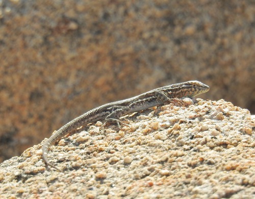 iNaturalist observation photo of Western Side-blotched Lizard