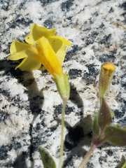 Erythranthe floribunda