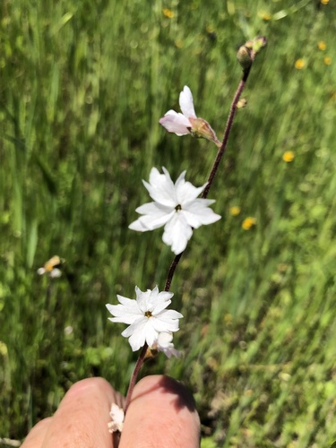 iNaturalist observation photo of hillside woodland star