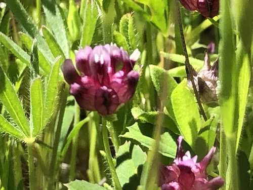 iNaturalist observation photo of cowbag clover
