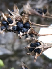 Triteleia clementina