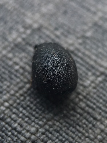 Triteleia clementina, photograph 3