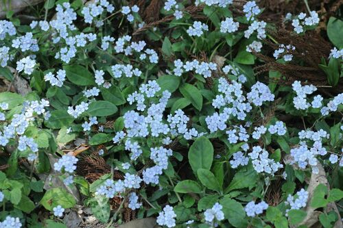 Omphalodes japonica iNat (2)