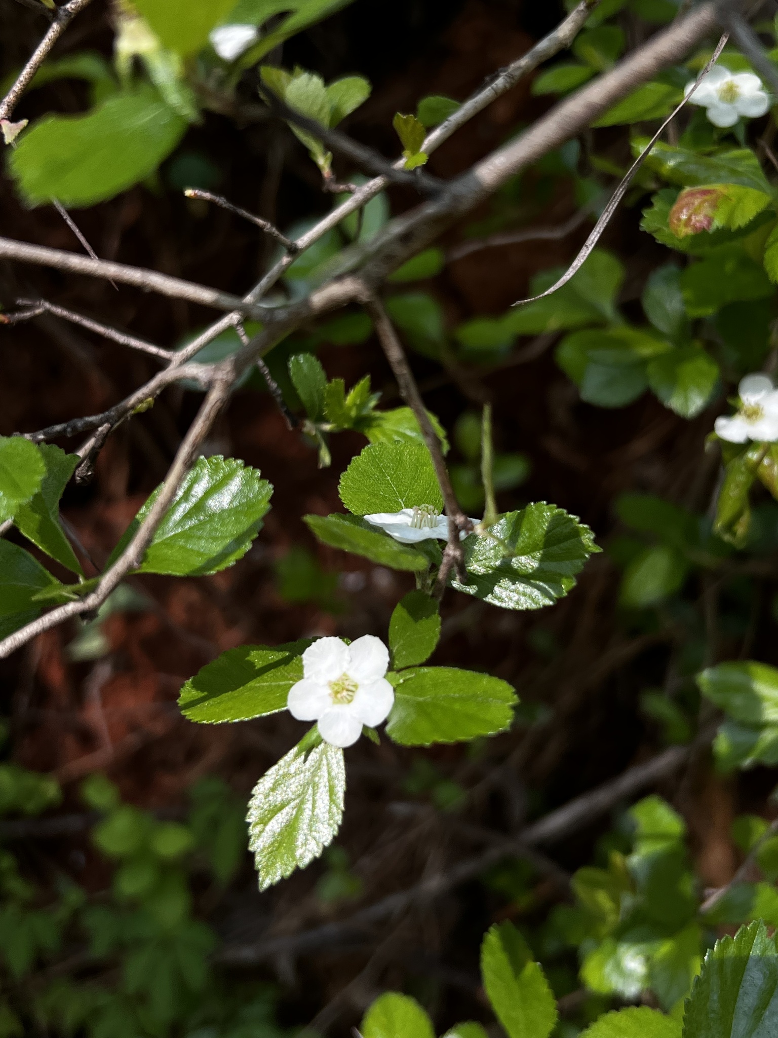 Crataegus brittonii