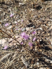 Lessingia leptoclada